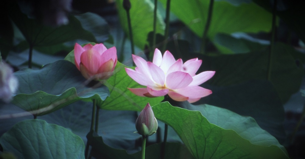 The lotus flower in Reito-ji